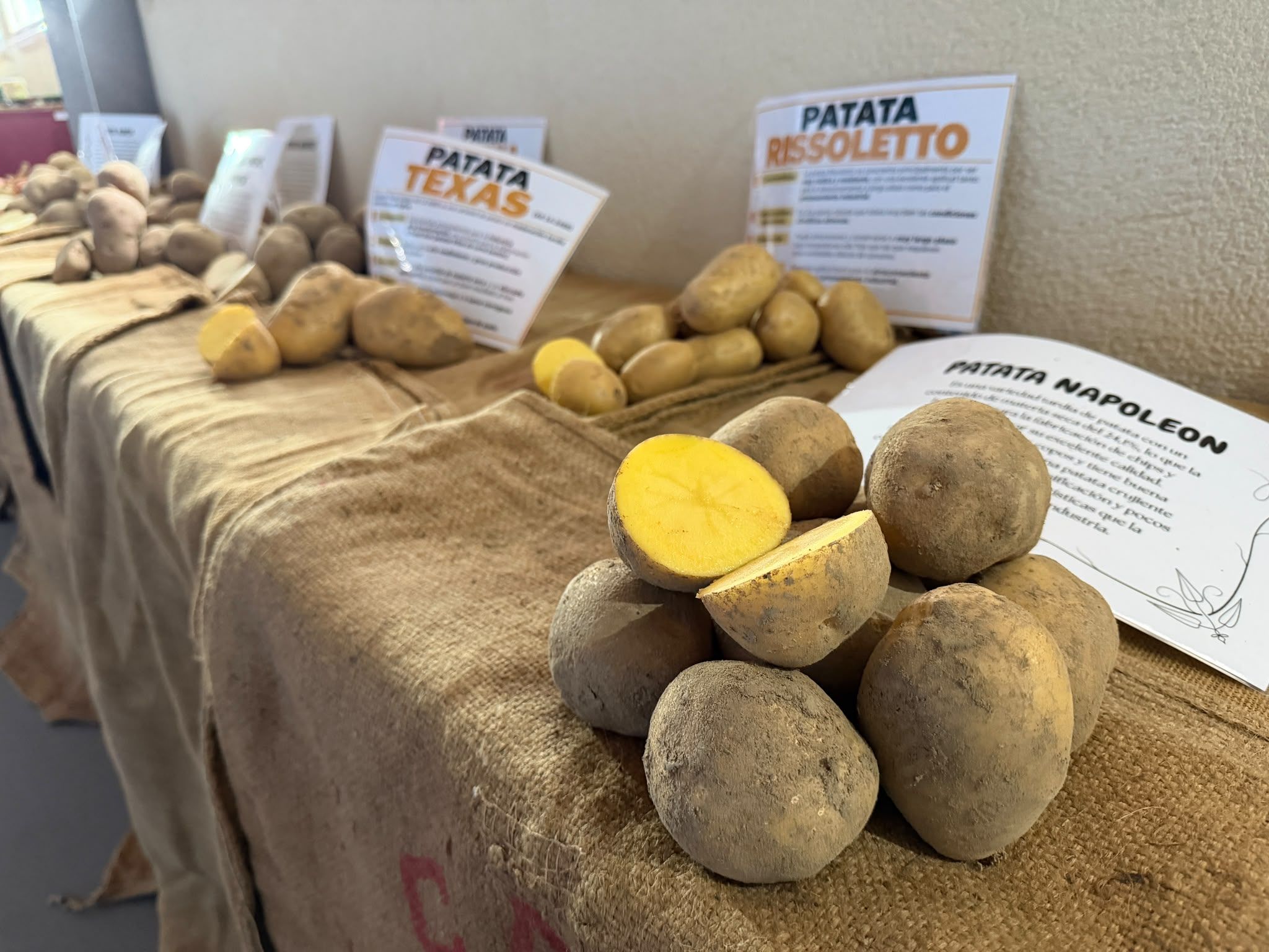 Feria de Productos Autóctonos y Exaltación de la Patata de Riego de la Vega. | SAÚL ARÉN Feria de Productos Autóctonos y Exaltación de la Patata de Riego de la Vega. | SAÚL ARÉN