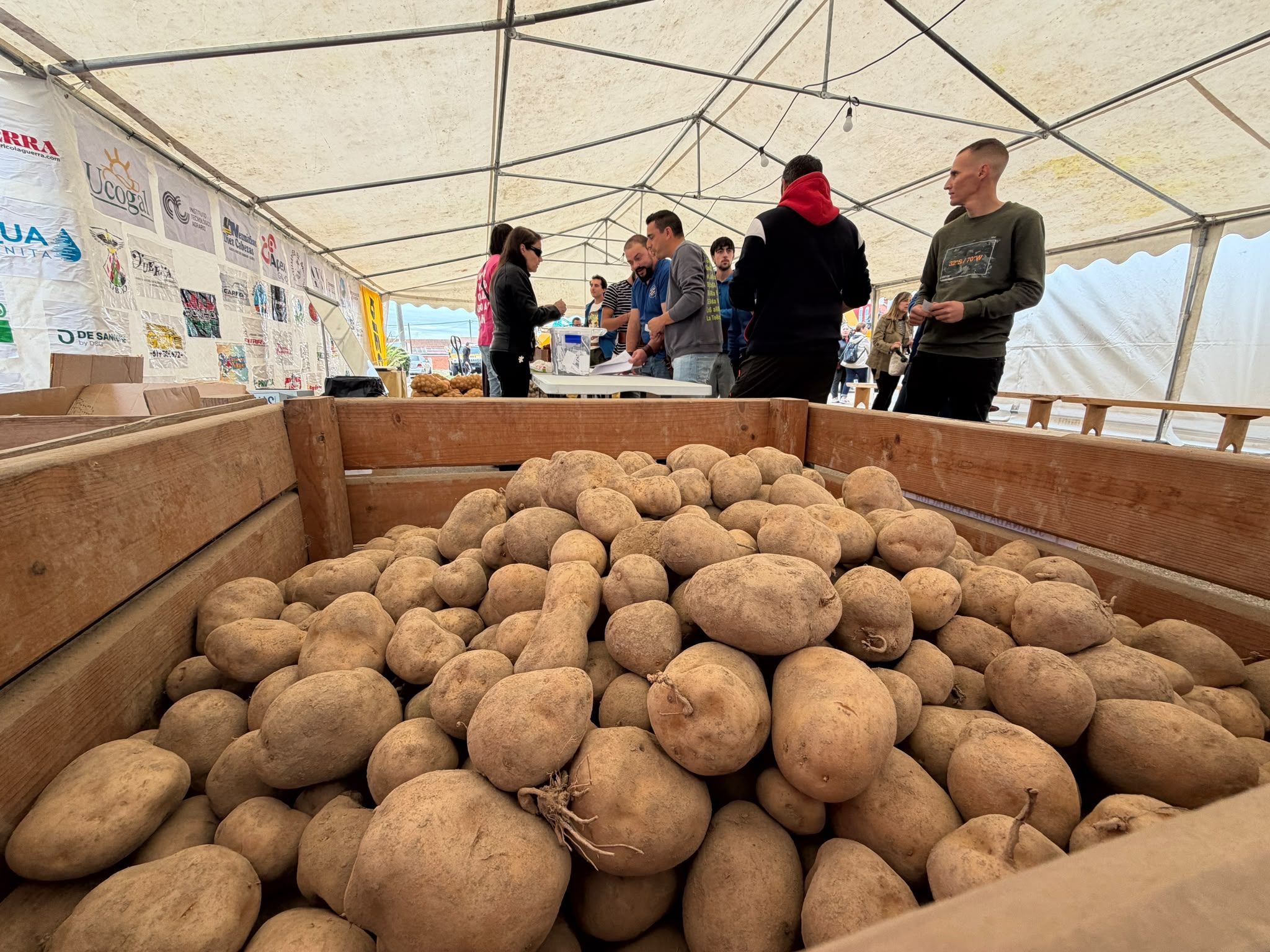 Patatas de la presente campaña a la venta durante la pasada Feria de la Patata de Chozas. | SAÚL ARÉN