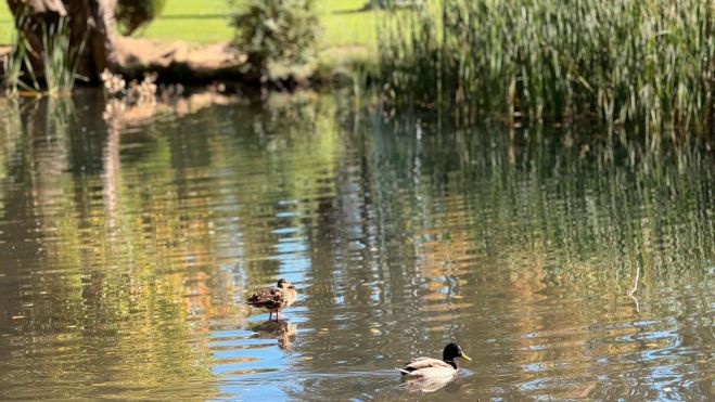 Dos de los numerosos patos que habitan el estanque ubicado en la zona central del parque de La Candamia.SAÚL ARÉN Dos de los numerosos patos que habitan el estanque ubicado en la zona central del parque de La Candamia.SAÚL ARÉN