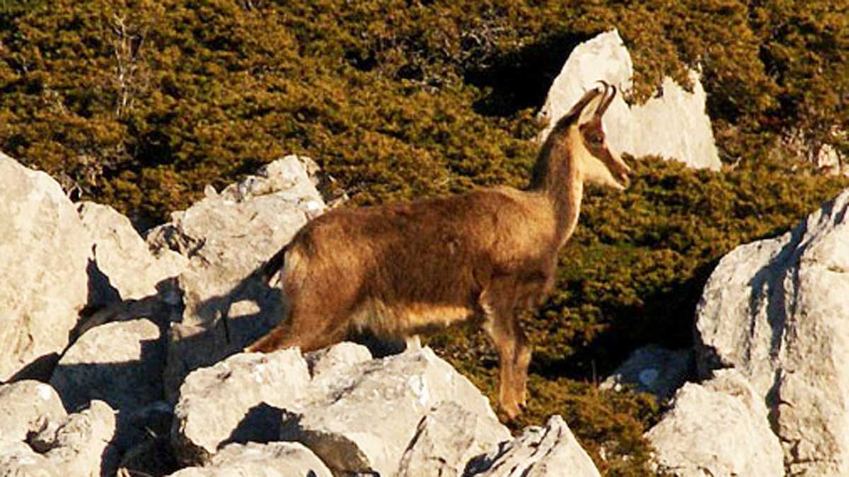 La comarca es reconocida por la abundancia y calidad de piezas.