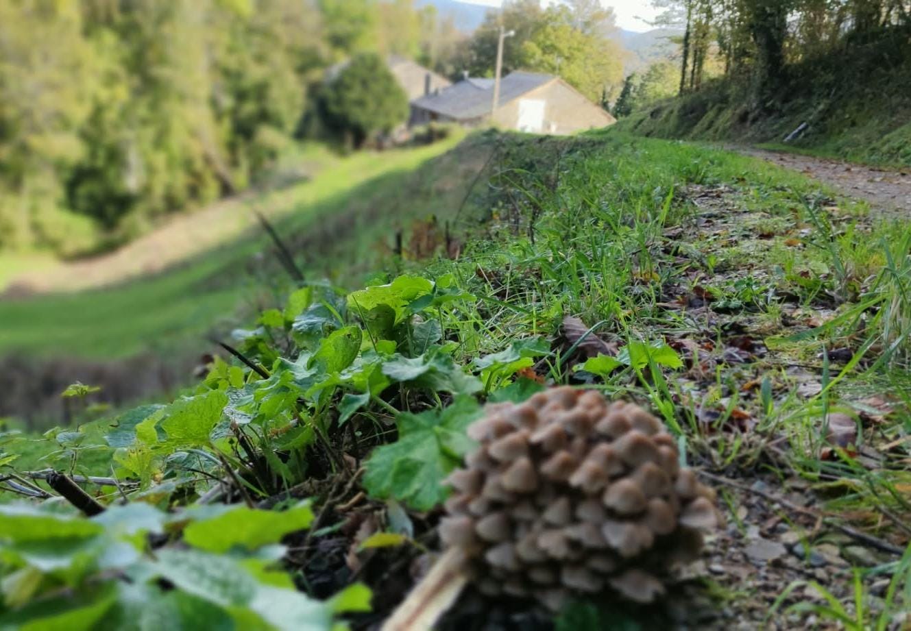 Donde ha llovido un poco, aparecen tímidas las setas en El Bierzo. Donde ha llovido un poco, aparecen tímidas las setas en El Bierzo.