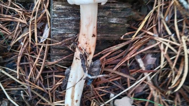 Collybia maculata, recogida estos días en la comarca. Collybia maculata, recogida estos días en la comarca.