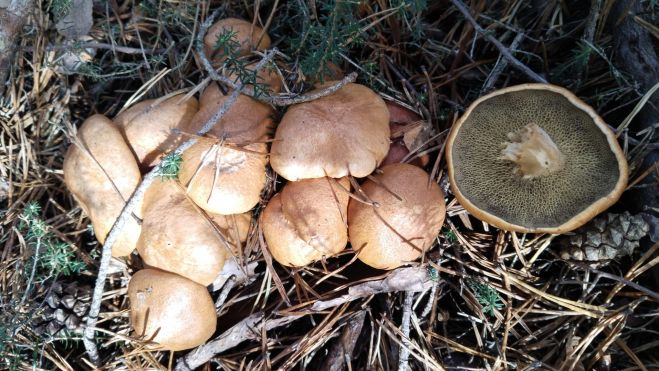 Suillus bovinus. Suillus bovinus.