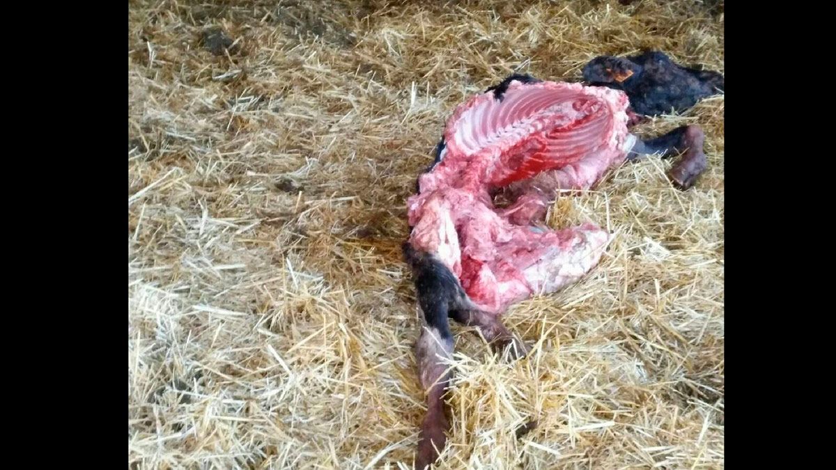 Una imagen del ataque del lobo en el sur de León durante los últimos días. | L.N.C.