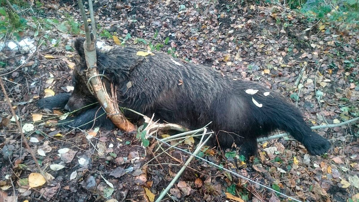 Impactante imagen del cadáver del ejemplar atrapado en la trampa. | L.N.C.