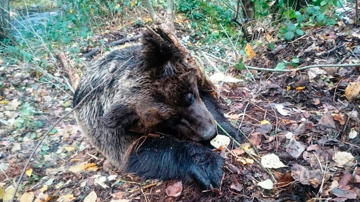 Triste imagen del ejemplar hembra de osa pardo atrapada en el lazo de acero en Cariseda.| L.N.C.