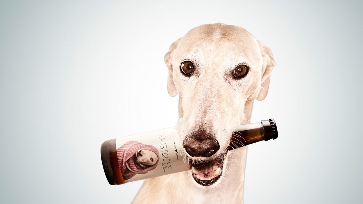 Manolo es el galgo que protagoniza la publicidad de la cerveza. | L.N.C.