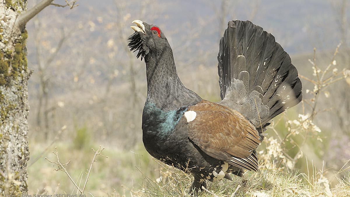 La especie ha desaparecido del 70% de los lugares que ocupaba hace tres décadas. | SEO BIRDLIFE