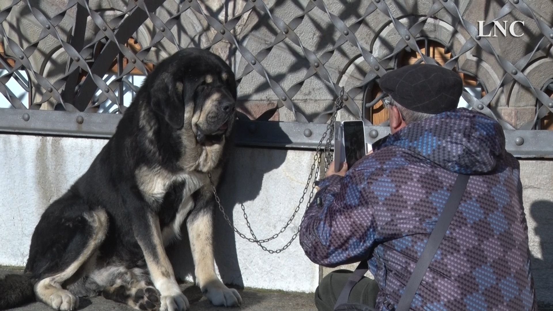frame-9perros.jpg