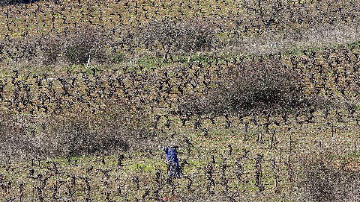 Un agricultor realizando labores de poda en una viña. | CÉSAR SÁNCHEZ (ICAL)