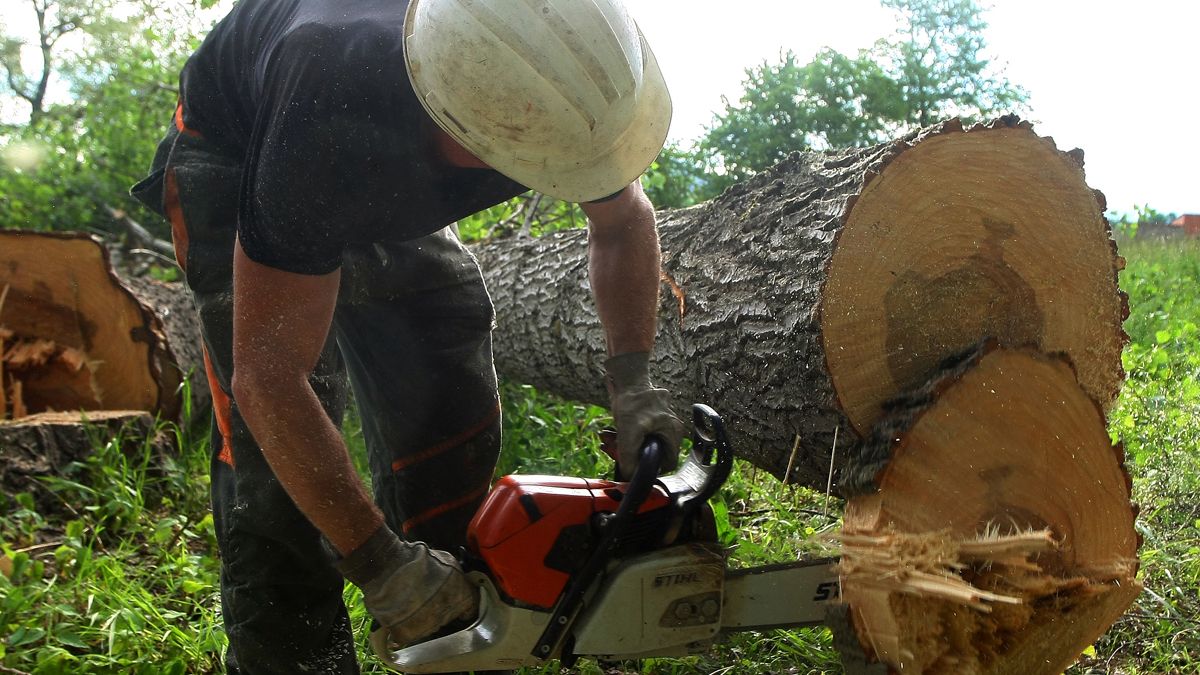 Un trabajador tala árboles en una finca del Bierzo. | CÉSAR SÁNCHEZ (ICAL)