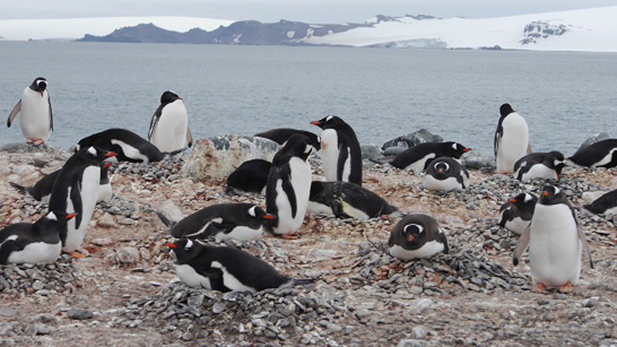 Colonia de pingüinos en la Isla Livingston.