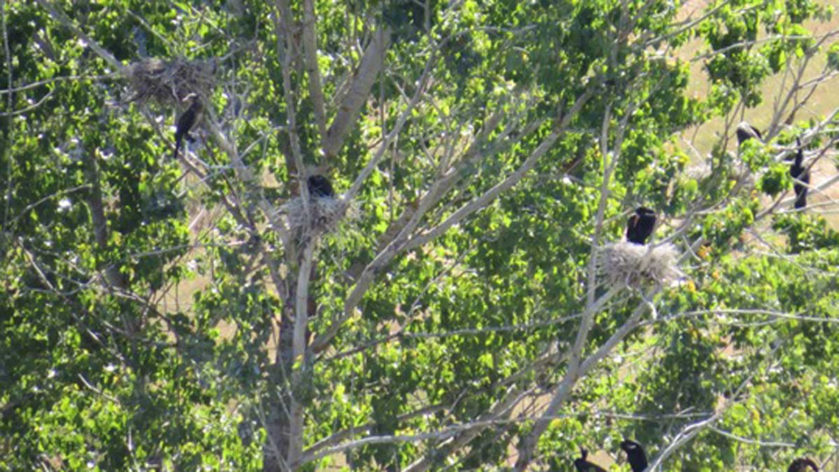Nido de cormoranes en el Valle de San Pelayo. | LUIS A. SERRANO Nido de cormoranes en el Valle de San Pelayo. | LUIS A. SERRANO