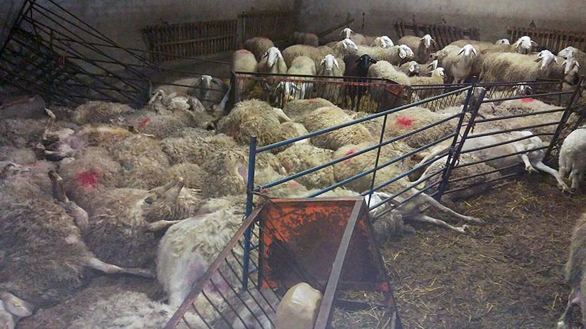 Ovejas asfixiadas con motivo del robo de diez lechazos y una oveja en la localidad de Montemayor de Pililla (Valladolid). | UCCL