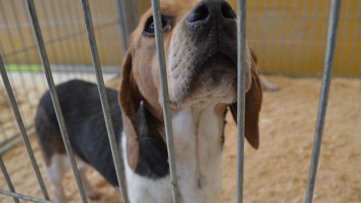 Imagen de un perro en una jaula, en una imagen de archivo de una feria canina en el Bierzo. | Ical