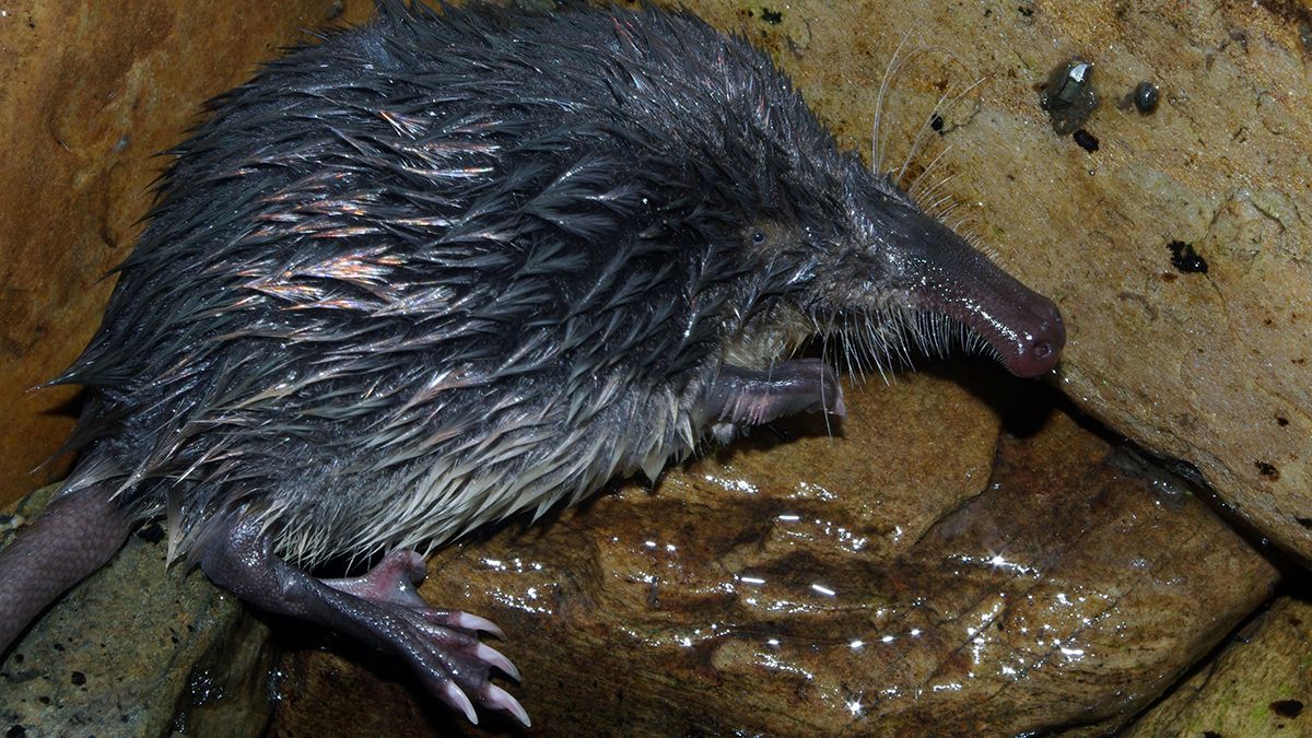 Ejemplar de Galemys Pirenaicus, más conocido como Desmán Ibérico, en su medio natural (Foto cedida por David Pérez Cardenal). | ICAL