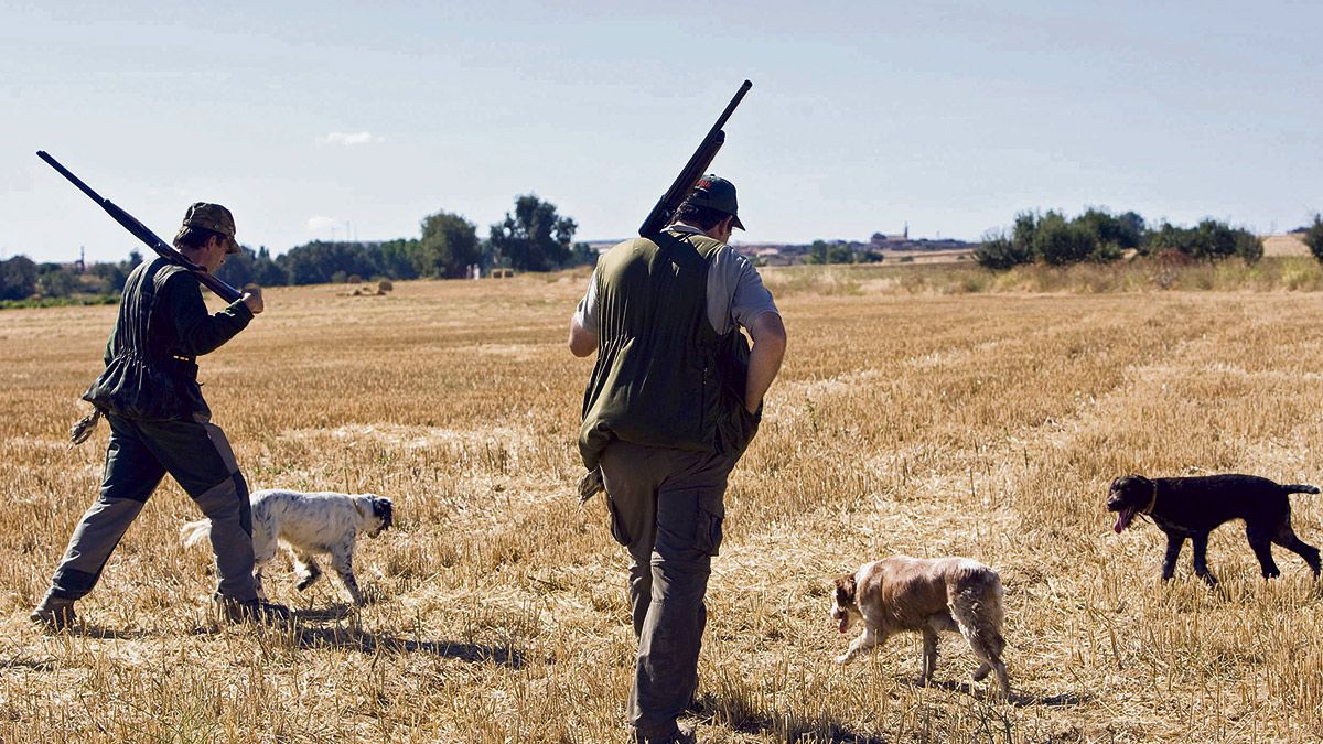 Dos aficionados durante una jornada de caza con sus perros recorren tierras de cereal en busca de ejemplares de caza menor. | ICAL