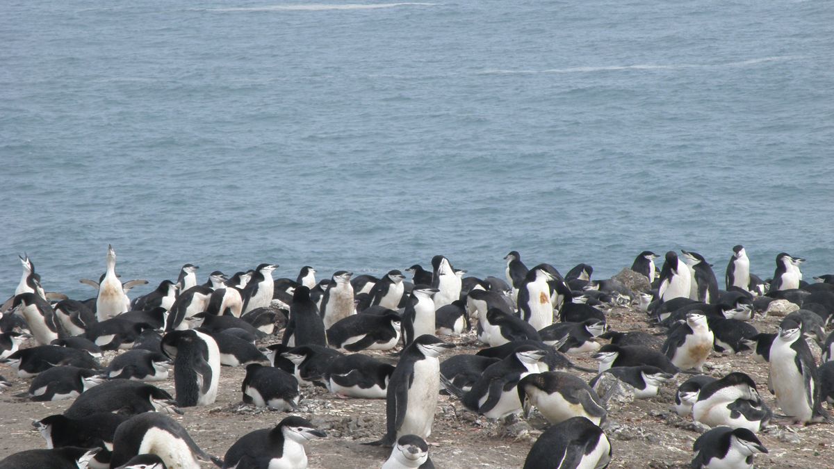 Una de las diversas colonias de pingüinos que se encuentran en la Isla Decepción. | HORIZONTE ANTÁRTIDA