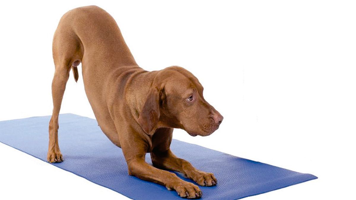 corrienteyoga10117.jpg corrienteyoga10117.jpg