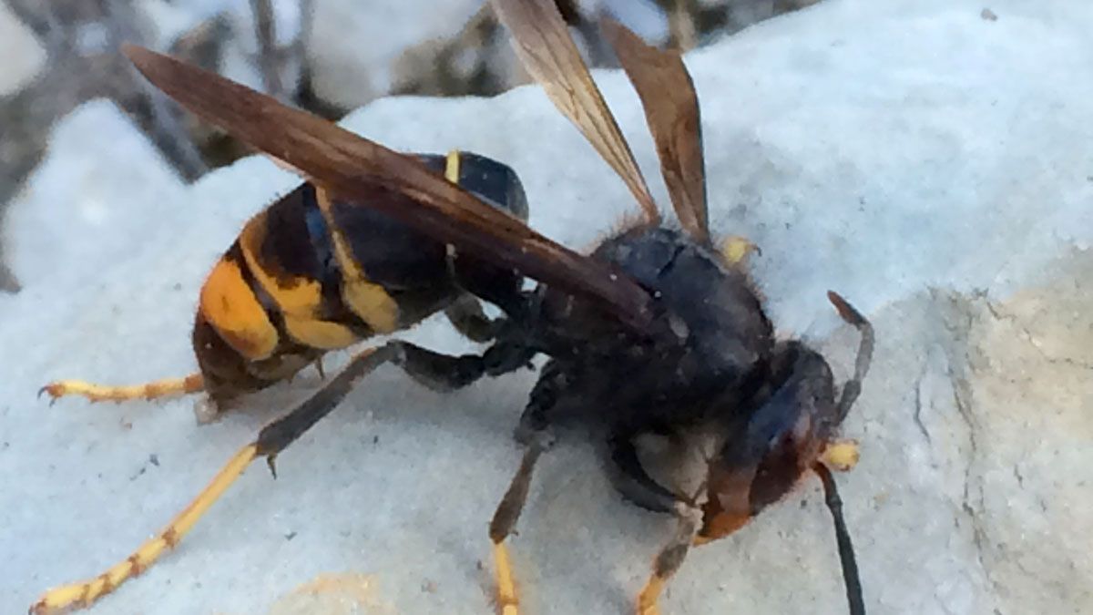 Ejemplar de avispa asiática encontrado en Burgos. | ICAL