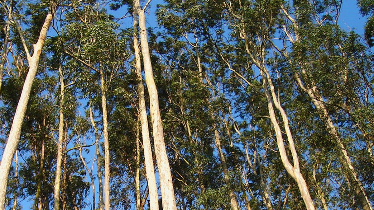 En algunas zonas del Bierzo proliferan las plantaciones de eucaliptos.