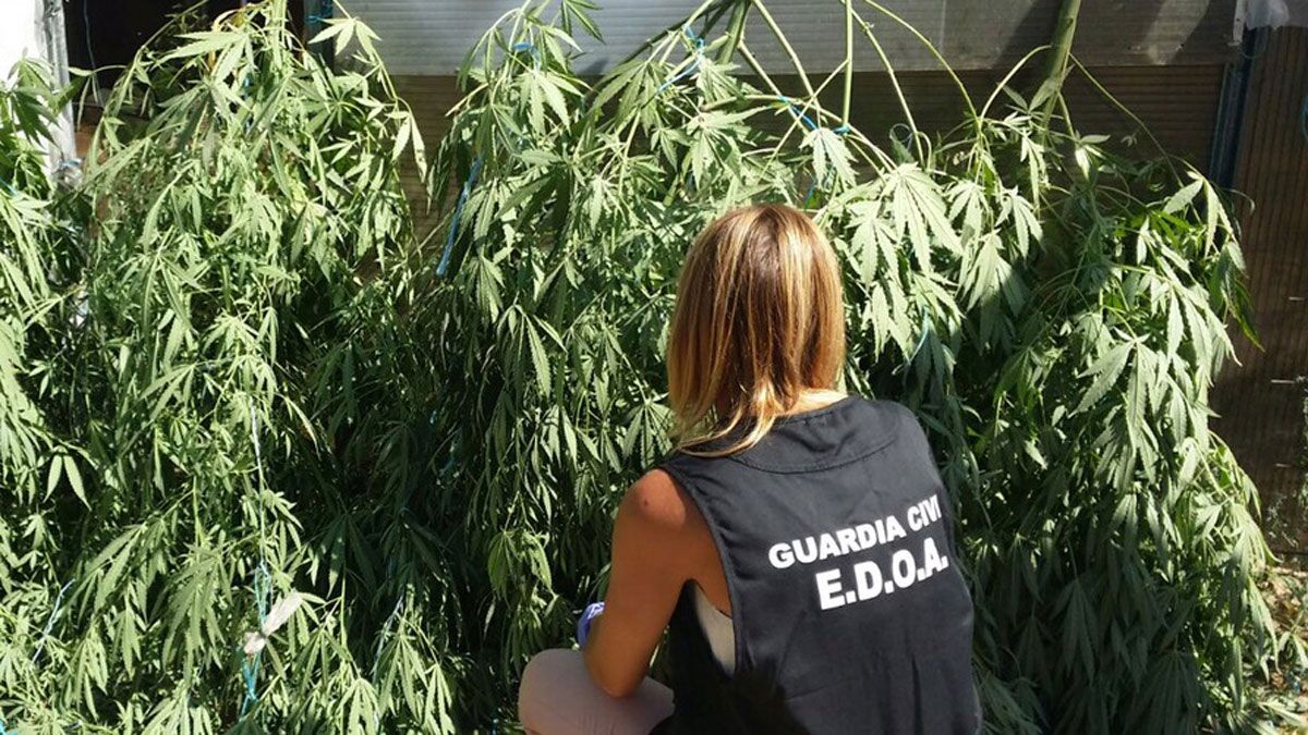 Guardia Civil desmantela una plantación de marihuana. | ICAL