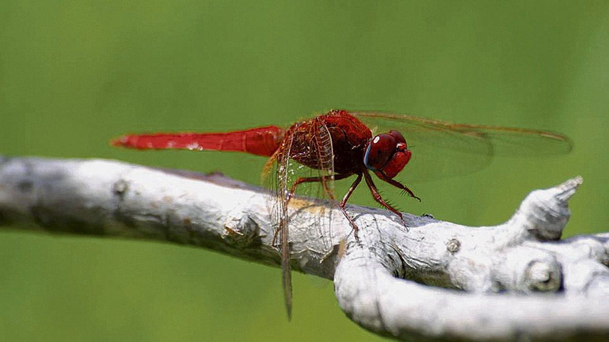 El ‘barón rojo’, ‘Crocothemis erythraea’. | REPORTAJE GRÁFICO: TOMÁS SANZ Y MARIAN POMEDA
