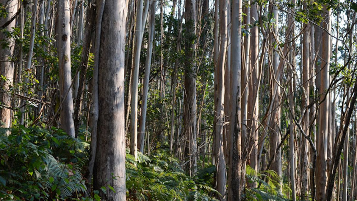 Las plantaciones de eucaliptos se debaten entre el sí y el no de los profesionales.