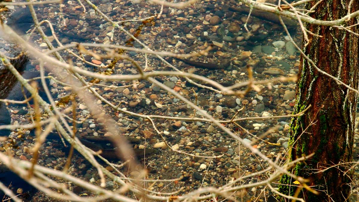 La época de freza aún se puede seguir viendo en ríos como el Torío, Curueño oBernesga. | R.P.N.