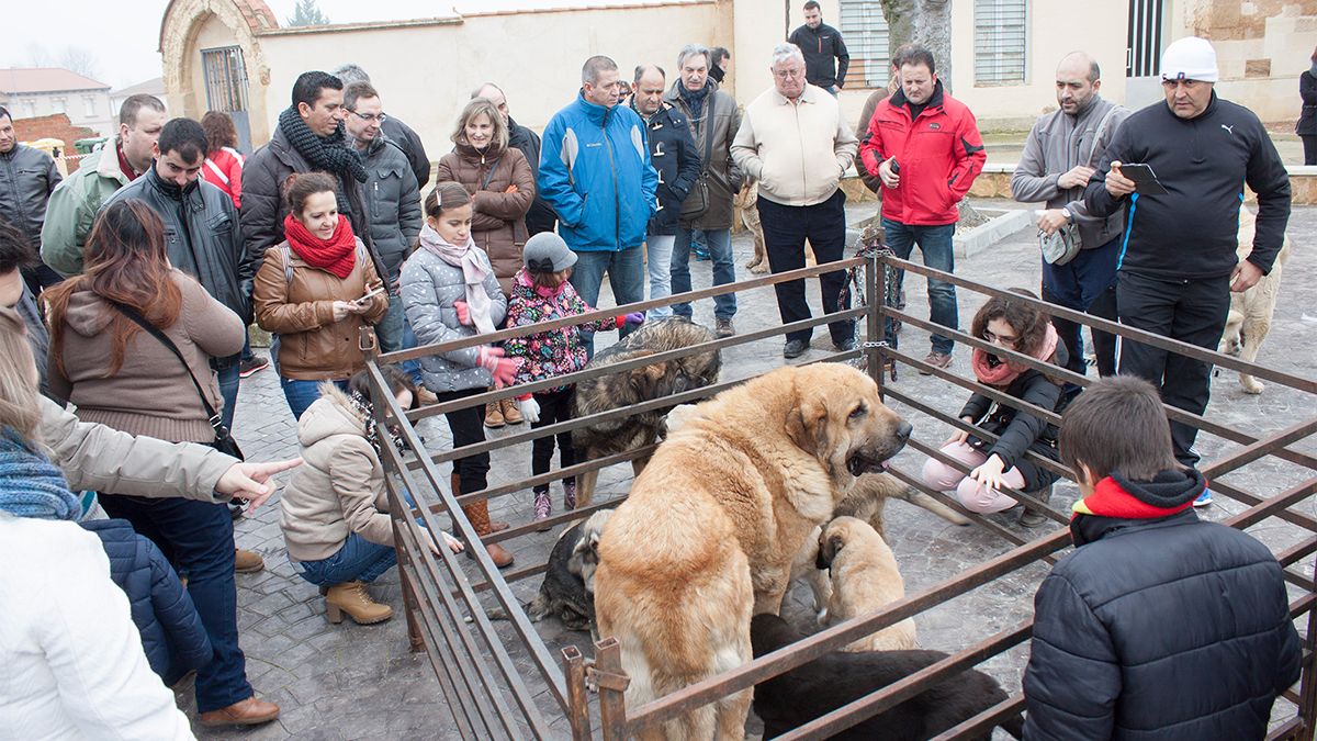 Muestra de mastines del año pasado en la plaza de San Millán. | T.G. Muestra de mastines del año pasado en la plaza de San Millán. | T.G.