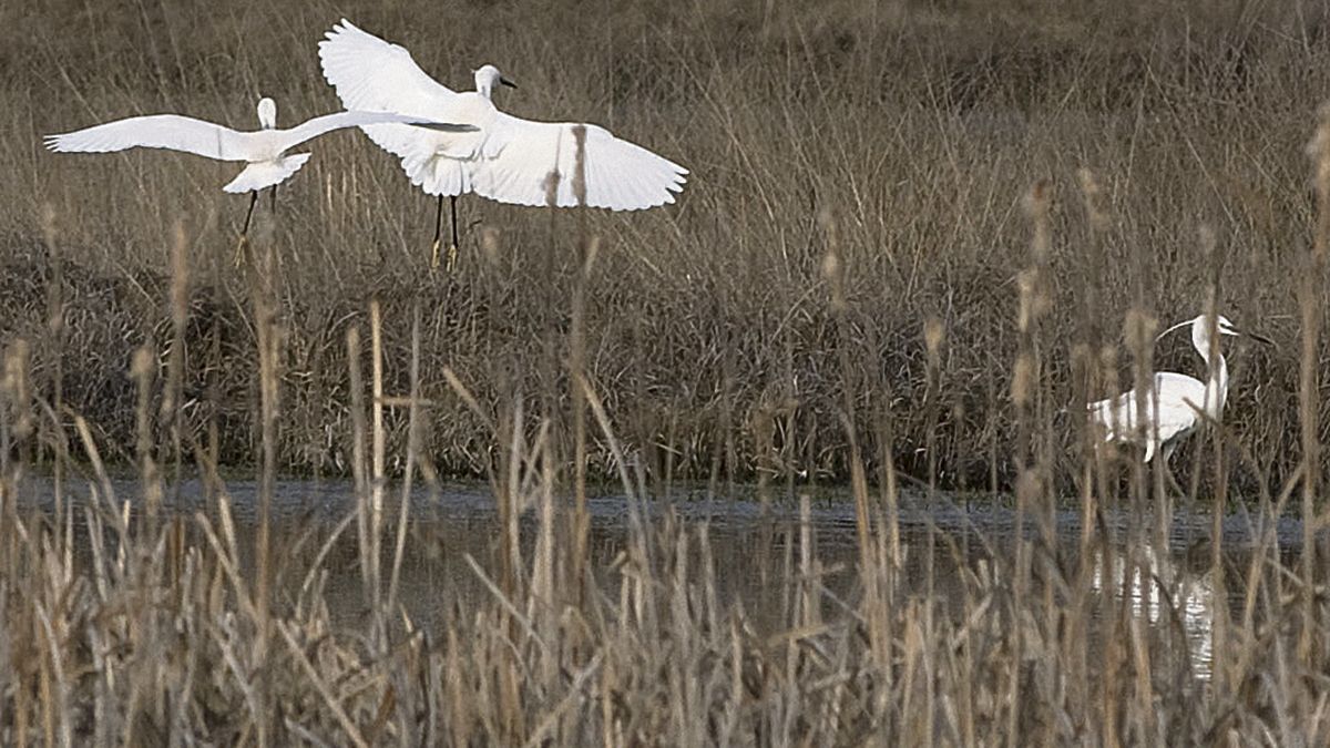 Los humedales leoneses acogieron en 2016 más de 9000 aves. | MAURICIO PEÑA