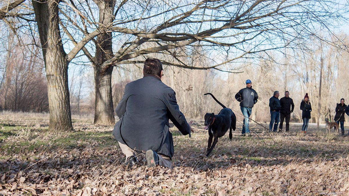 Faruq de la Tata, campeón de España de carreras de galgos, corriendo hacia su dueño, Gregorio, en el paraje valderense conocido como El Molino. | T. GIGANTO