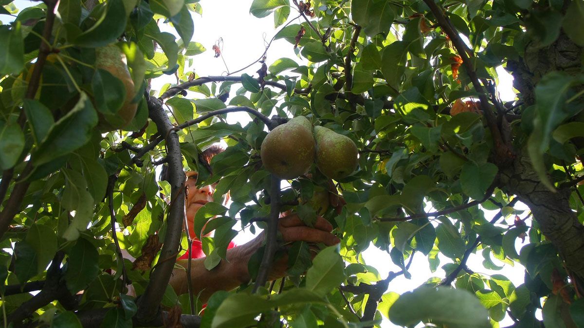 La psila causa manchas negras en los árboles y en las frutas. | ICAL La psila causa manchas negras en los árboles y en las frutas. | ICAL