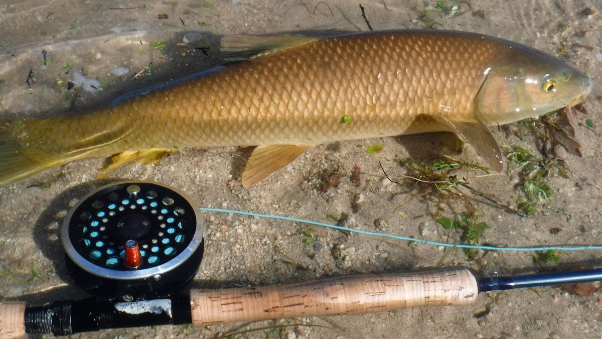 Un barbo, junto a una caña de pescar. | R.P.N.