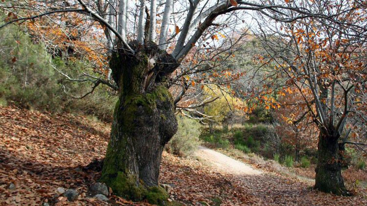 Quieren potenciar las rutas por los sotos de castaños para atraer turismo.