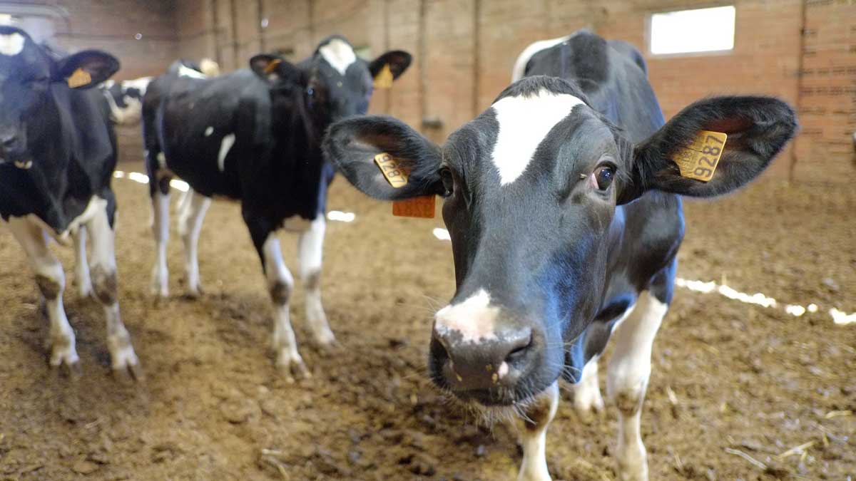 Novillas de leche en una explotación familiar del sur de la provincia. | DANIEL MARTÍN