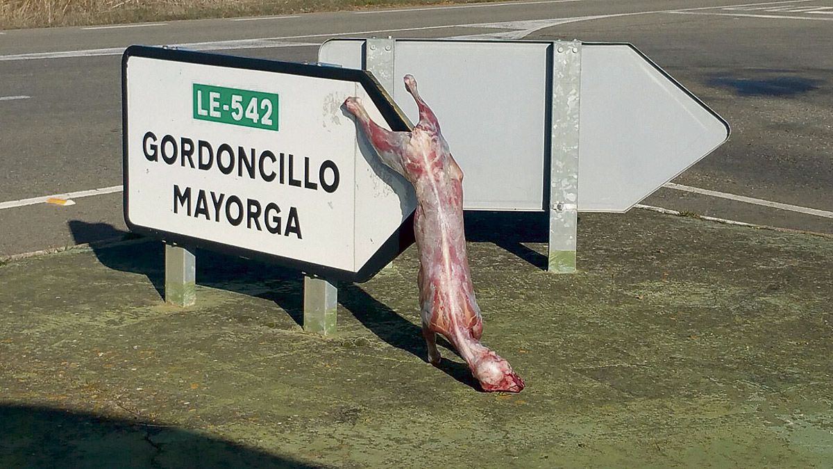 El cordero, ya sacrificado, en la carretera que une Valderas con Valencia. | L.N.C. El cordero, ya sacrificado, en la carretera que une Valderas con Valencia. | L.N.C.