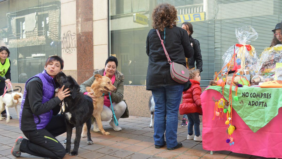 Campaña de adopción de perros ayer en Ponferrada. | A. CARDENAL