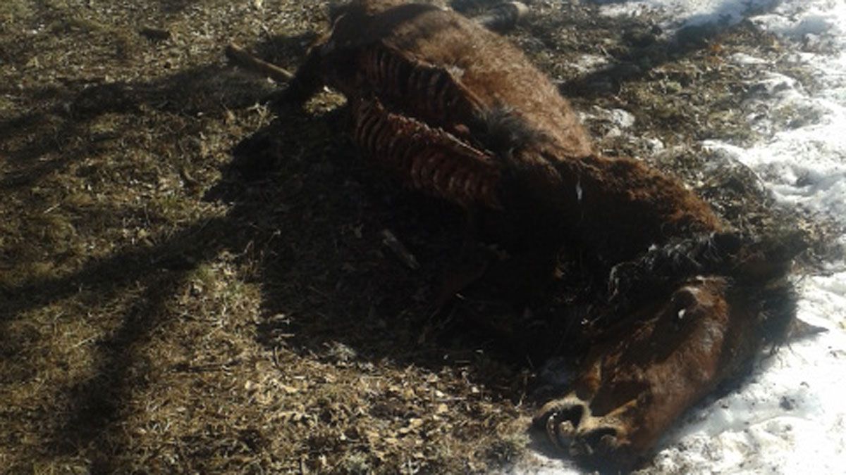 El espectáculo de las yeguas, caballos y potros muertos por los montes de Valbuena del Roblo es dantesco mientras el dueño de los animales no hace nada.