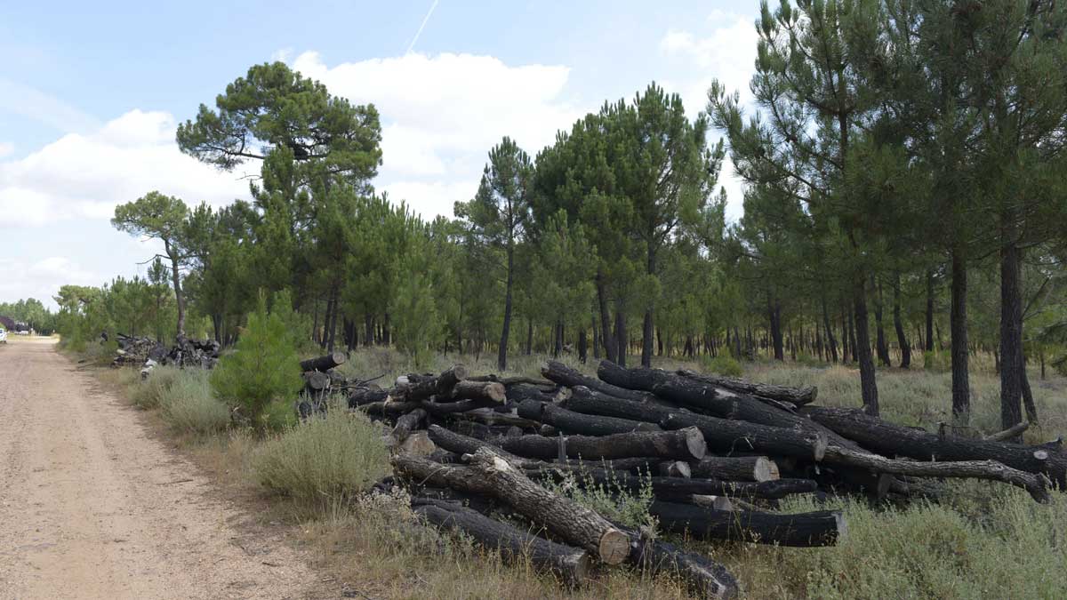 Restos de material forestal quemado en un incendio retirados del monte. | MAURICIO PEÑA