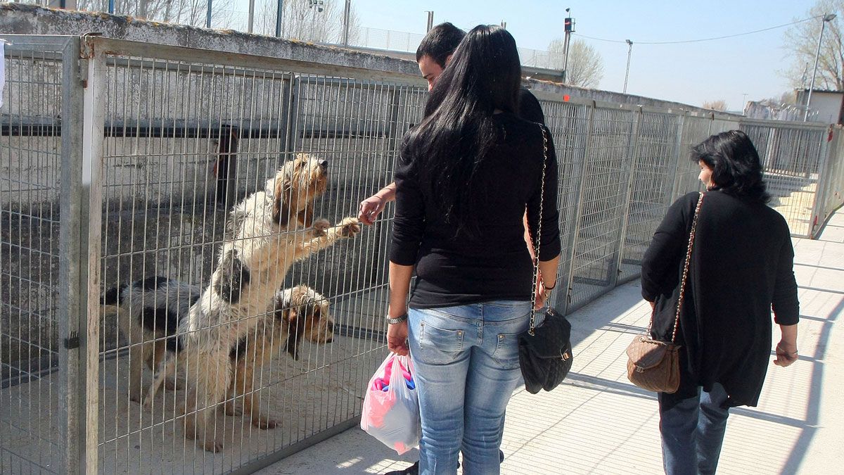 La feria de perros de caza alcanza su XXXV edición. | CÉSAR SÁNCHEZ