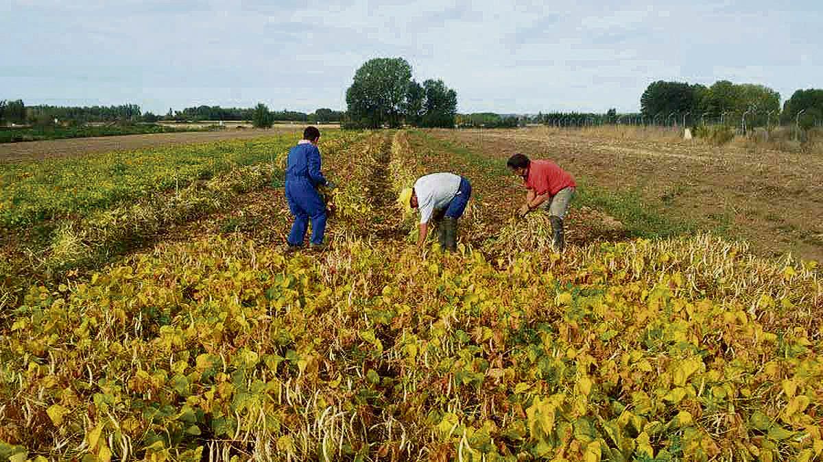 Recolección de alubias en tierras Bañezanas, donde este producto es la estrella.