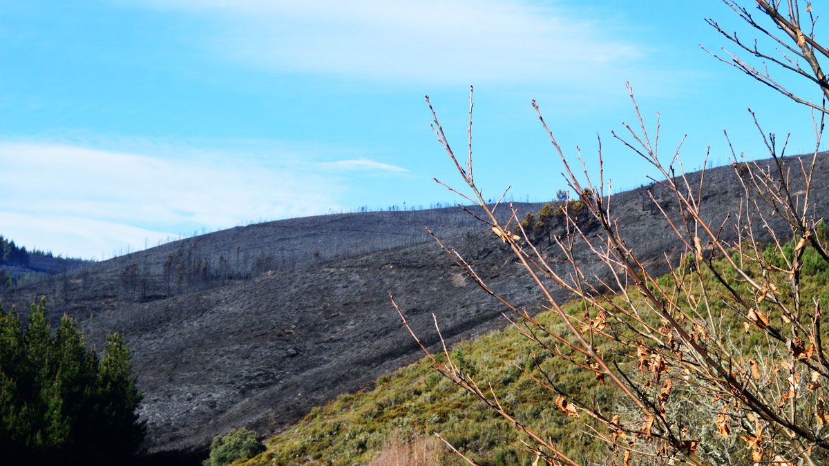Vista de una de las zonas quemadas cerca de Sésamo, donde se aprecian calcinadas matas de árboles y zonas de brezo. | D.M.