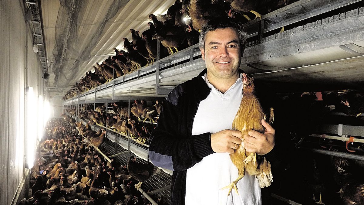 Las 6.500 gallinas de Víctor Zamorano se crían en libertad en una finca de Ardón. Están sueltas cuando hay sol, y en el aviario de tres niveles si hace frío. | DANIEL MARTÍN