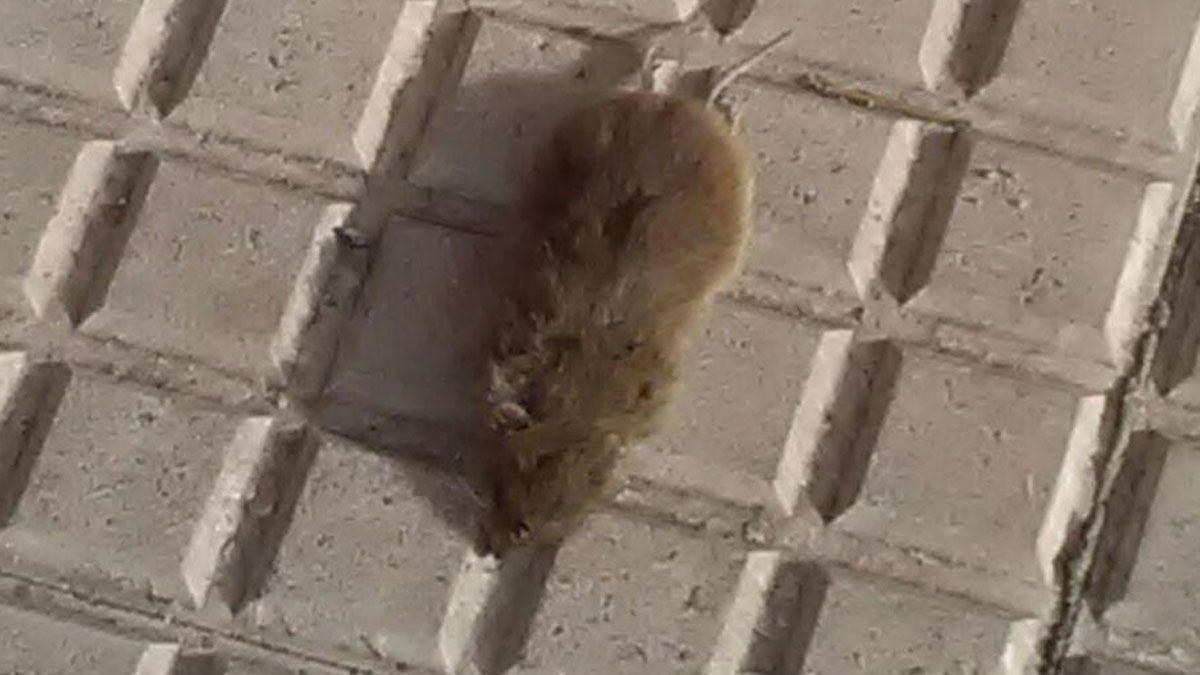 Una de las ratas detectadas por el PSOE en el centro de León. | L.N.C. Una de las ratas detectadas por el PSOE en el centro de León. | L.N.C.