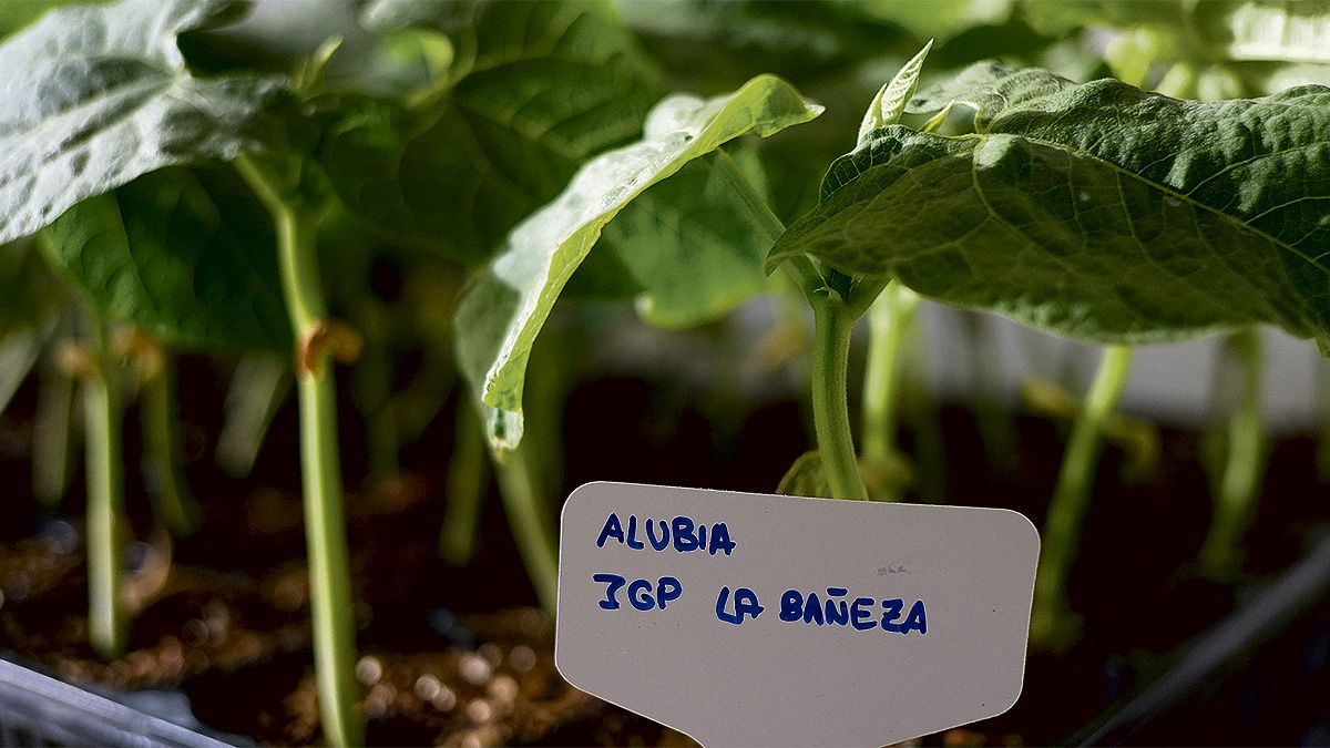 Una de las ramas del Programa Retos concedido por el Ministerio de Economía y Competitividad incluye la mejora génetica de la alubia. | REPORTAJE GRÁFICO: DANIEL MARTÍN