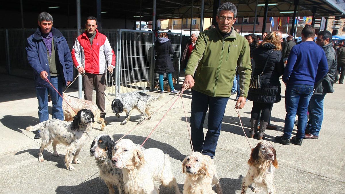 Participantes en la Feria de Perros de Camponaraya el año pasado. | César Sánchez (Ical)