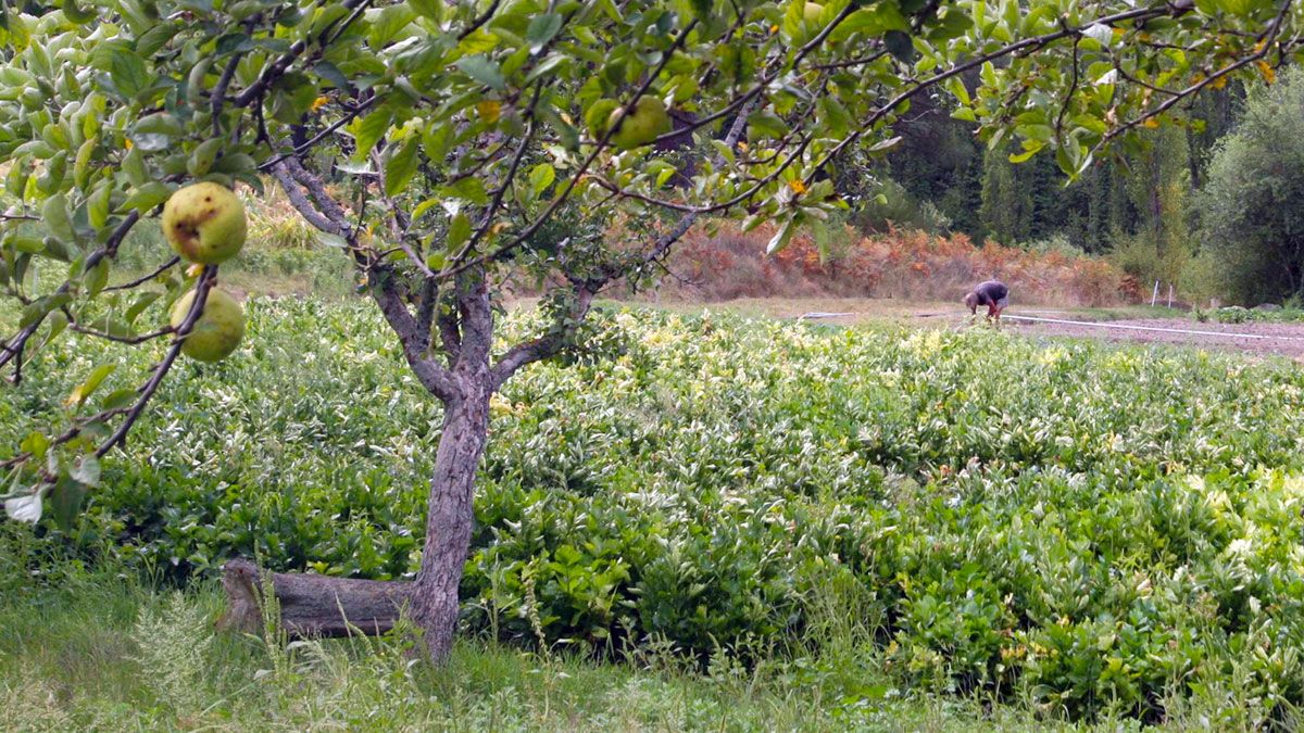 Pedirán ayudas cerca de 3.000 agricultores y ganaderos de la provincia. | D. MARTÍN