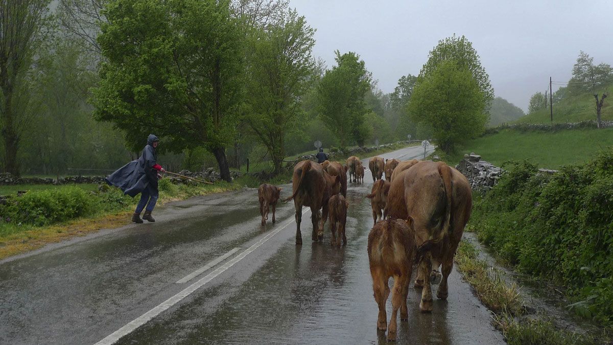 Un ganadero conduce su rebaño de vacas por uno de los carriles de una carretera comarcal. | ICAL