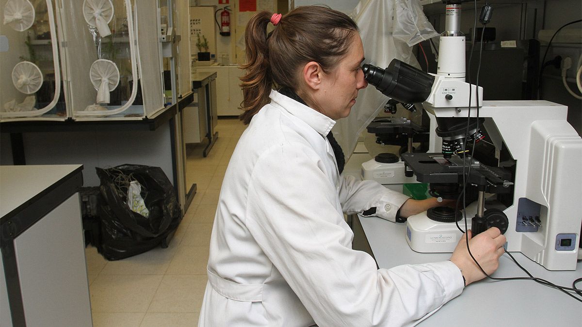 Una investigadora trabaja con el microscopio en un laboratorio de un centro innovador de la comunidad autónoma. | L.N.C.
